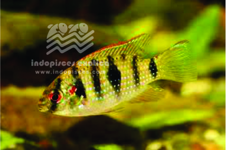 Anomalo Chromis Thomasi